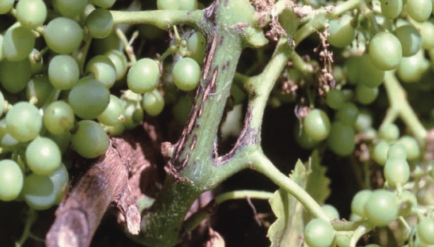 excoriosis en sarmiento