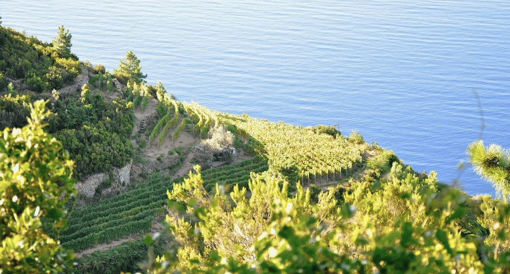 Viñedo en terrazas en Cinque Terre