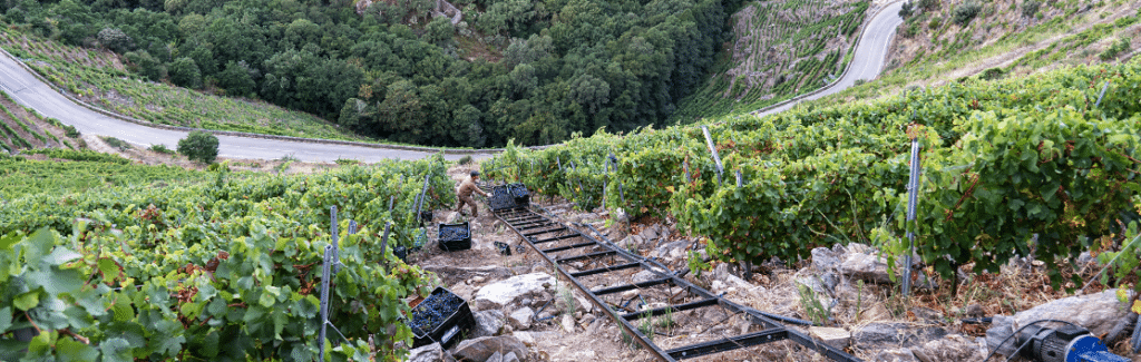 Viñedo en la Ribeira Sacra