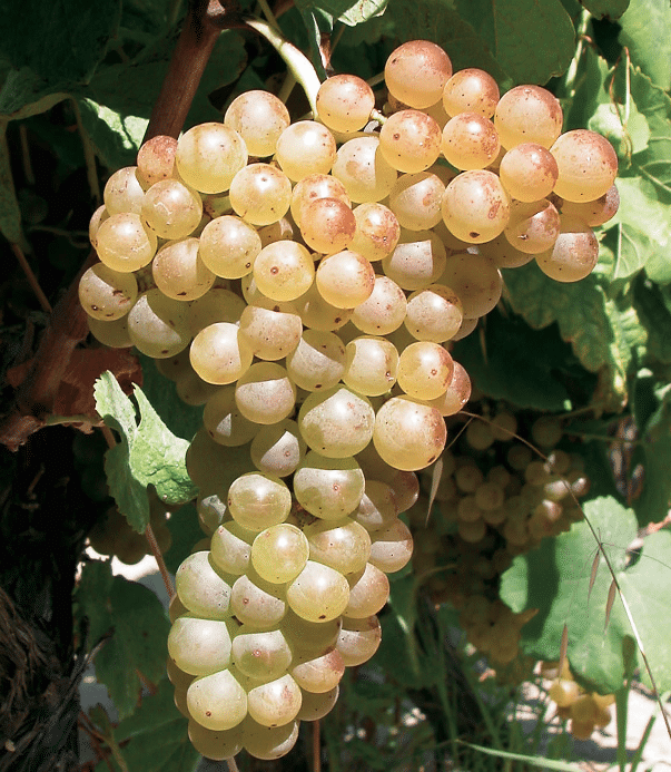 Uva Marsanne