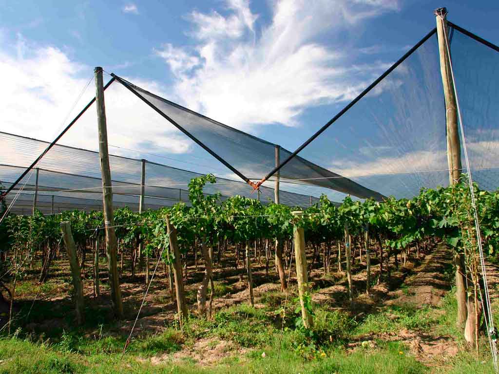 Cultivo de uva de mesa bajo malla