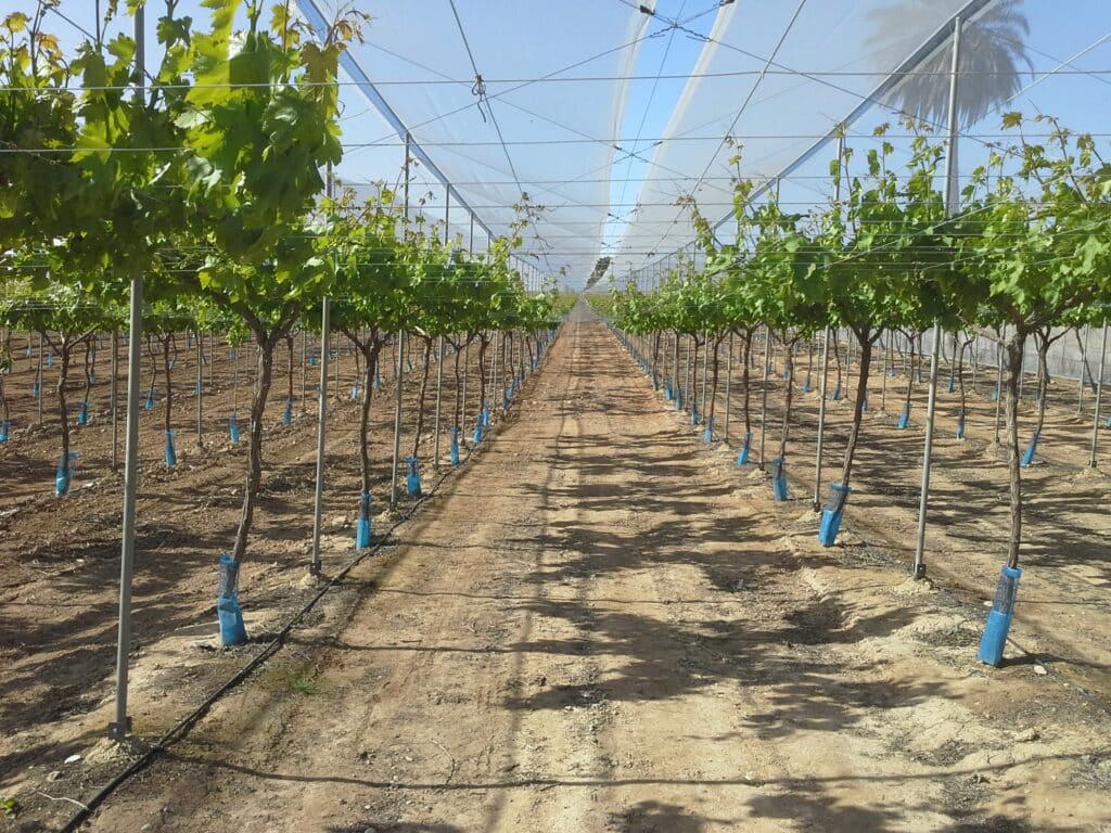 Parral de Uva de Mesa en Invernadero