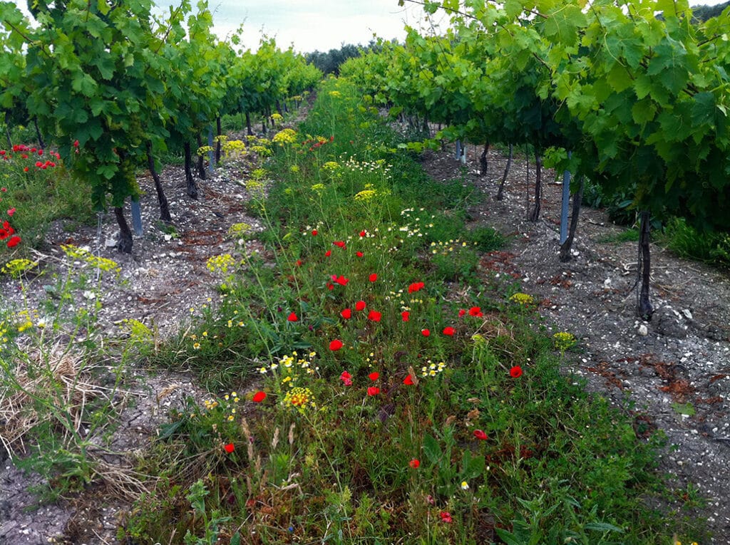 viticultura regenerativa