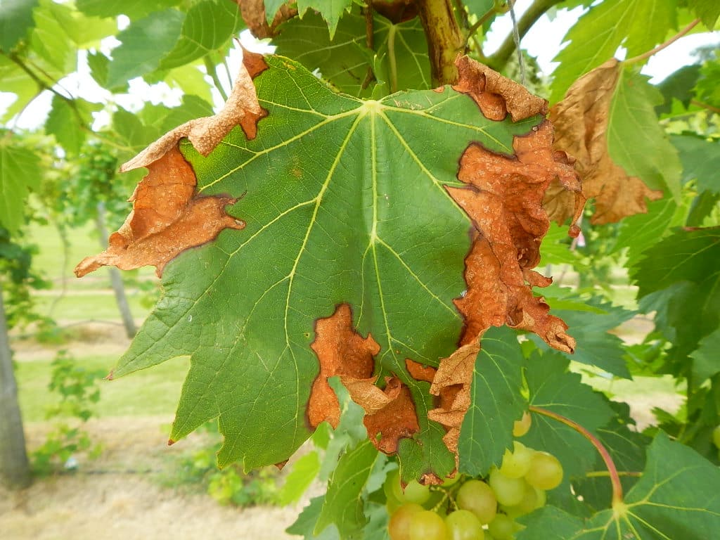 xylella fastidiosa vid