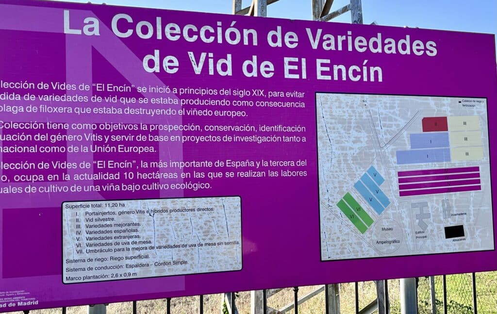 Variedades de vid de el encin